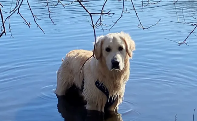 New England Goldens