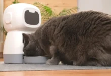 automatic pet feeder