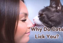 why do cats lick you?