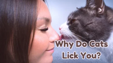 why do cats lick you?