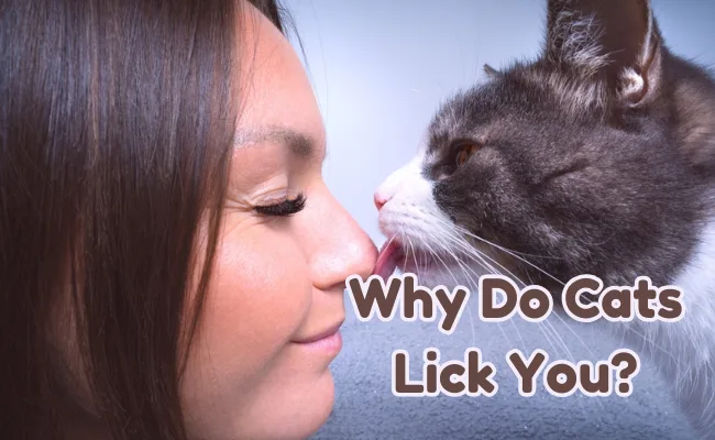 why do cats lick you?