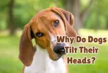 why do dogs tilt their heads