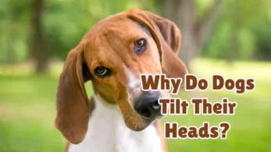 why do dogs tilt their heads