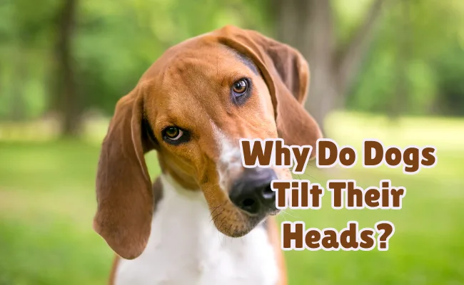 why do dogs tilt their heads