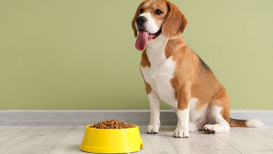 American Dog Food Brands