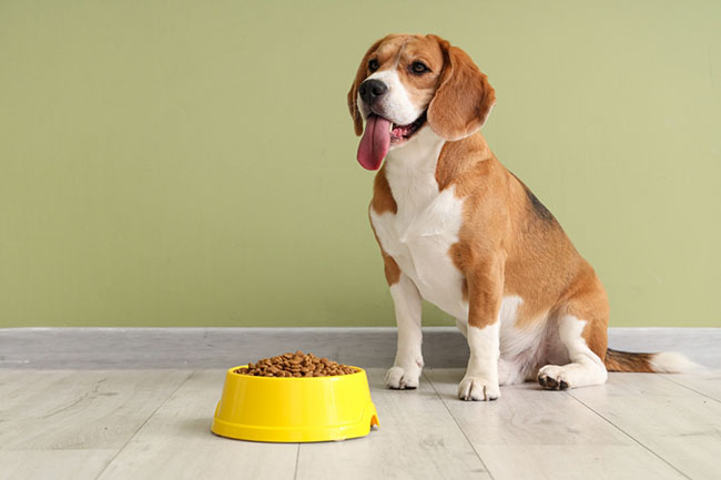 American Dog Food Brands