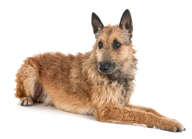 Belgian Laekenois Dog Breed Profile