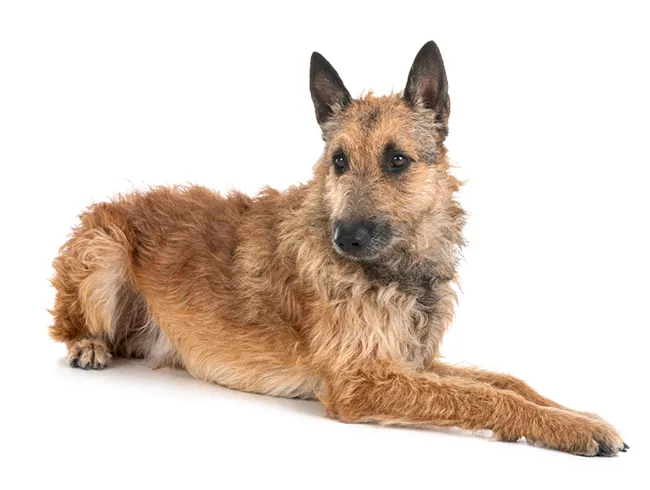 Belgian Laekenois Dog Breed Profile