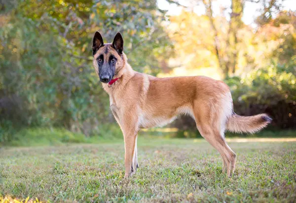 Belgian Malinois