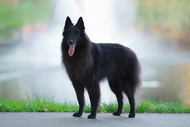 Belgian Sheepdog