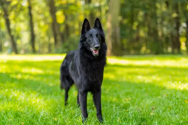 Belgian Sheepdog 