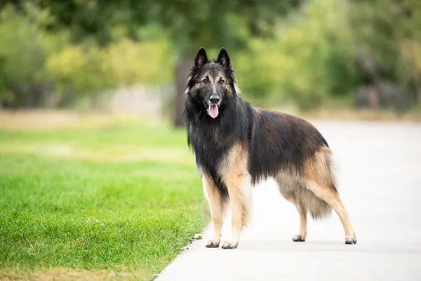 Belgian Tervuren