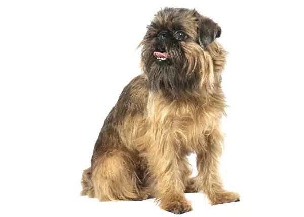 Brussels Griffon