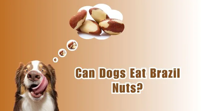 Can Dogs Eat Brazil Nuts