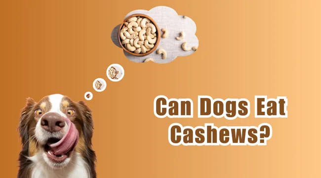 Can Dogs Eat Cashews?