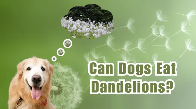 Can Dogs Eat Dandelions