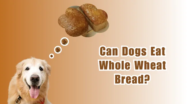 Can Dogs Eat Whole Wheat Bread