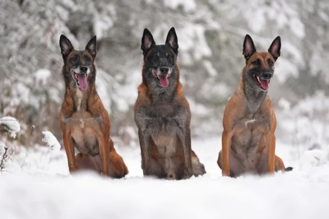 Dogs From Belgium