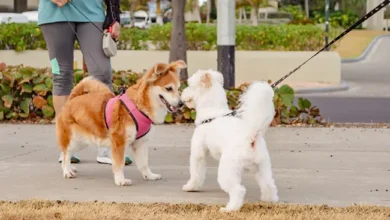 How to Get Two Dogs to Get Along?