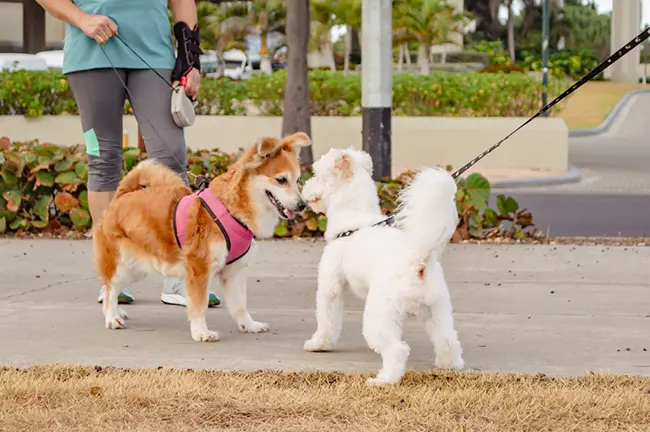 How to Get Two Dogs to Get Along?