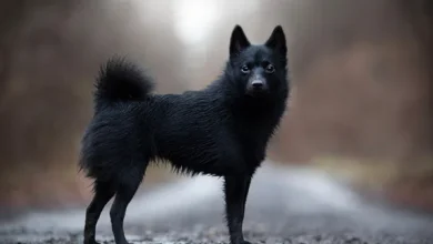 Schipperke