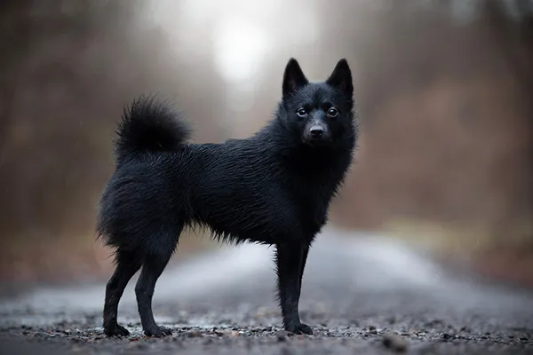 Schipperke