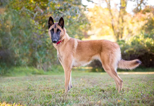 belgian malinois dog breed